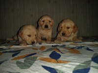 A Klass Golden Retriever Yavruları