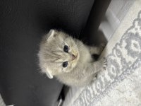 Erkek scottish fold kırık kulak kedimiz 25 günlük