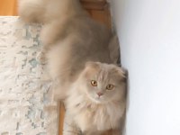 Kehribar Gözlü British Longhair Oğlum