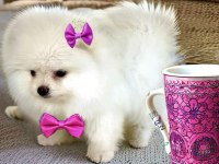 BEYAZ RENK 2 AYLIK POMERANİAN BOO DİŞİ YAVRU