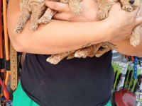 Maltipoo terrier köpekler