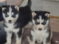 A kalite Husky Yavrularımız