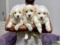 Kıvırcık Maltipoo Bebekler