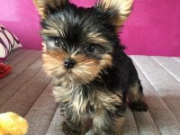 Micro teacup kore Türkiyede tek yorkshire terrier