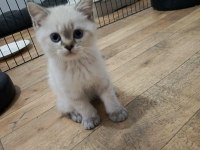 ELİMDE 5 TANE SCOTTİSH BLUE POİNT BULUNMAKTA