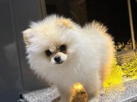 sakarya'da 4 aylık pomeranian erkek