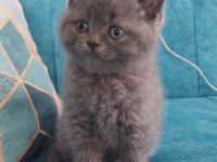 Güzel british shorthair bebeklerim