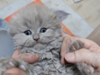 27 Mart doğumlu scottish fold Yalova merkez