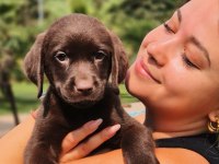 Ruhsatli Çiflikten Labrador Retriever Yavruları