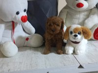45 günlük poodle kuru mama yiyorlar