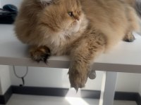 British Longhair 10 Aylık Safkan-Dişi