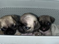 Orijinal saf ırk pug yavrular