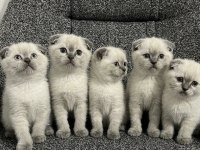 Safkan Scottish Fold Yavrularımız