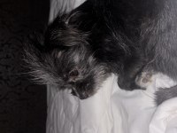1 yıl 9 aylık terrier mersin