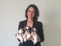 Irk ve sağlık garantili shih tzu yavrularımız