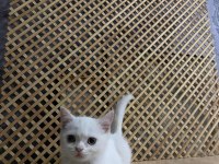 PAMUK BEYAZLIĞINDA BRITISH SHORTHAİR