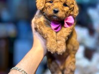 GÜZEL BEBEKLERİM MALTİPOO