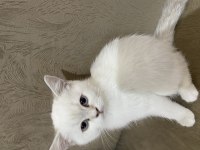 British shorthair bluepoint bebeğimiz