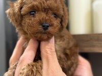 Efsane toy poodle yavrularımız