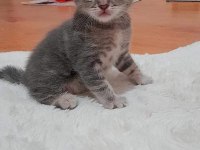 Scottish fold