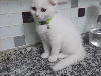 3 Aylık Erkek Sahiplendirilecek Scottish Fold