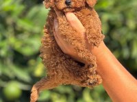 Toy Poodle Yavru Köpekler
