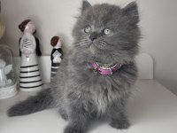 Safkan British Longhair Yavrularımız