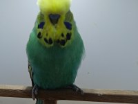 Show jumbo muhabbet kuşlarımız