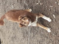 Oyuncu köpeğim