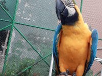 FOTOĞRAFTA ÇALIŞAN FULL EVCİL KONUŞAN MACAW