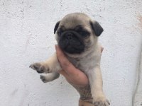 Pug köpeği 60 günlük