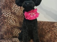 2.5 Yaşında Dişi Poodle