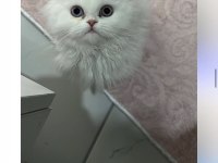 Anne altından chinchilla kedisi bebekler