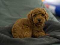 Toy Poodle Bebekleri
