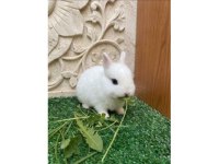 ORJİNAL HOLLANDA CÜCE TAVŞANLARI FULL SET VE KAPIDA ÖDEME