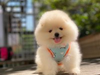 Dişi erkek Pomeranian Boo ve spitz yavrularımız (orjinal)