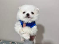 Dişi Pomeranian Yavrumuz Yeni Ailesini Arıyor