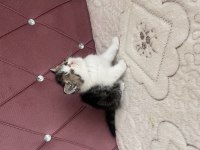 Ev doğdu çok kaliteli yavru kedimiz