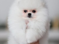 Ayı Surat Pomeranian Yavruları