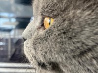 8 aylık erkek british shorthair