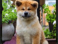 Şecereli anne babadan akita inu yavrular