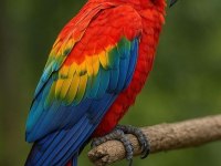 Özel renk Ara Macaw