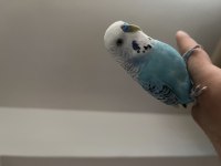 KONUŞAN ELE KOLA GELEN MUHABBET KUŞU