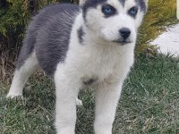 Maviş gözlü safkan erkek husky yavru