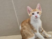 Yavru sarman Lili ömürlük yuva lütfen