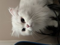 Dişi British Longhair 1,5 Yaşında