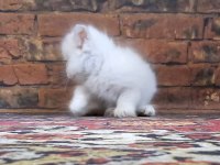British Longhair Golden Kedim 1,5 Aylık