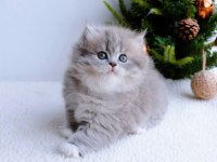 Blue pofuduk british longhair yavru