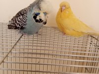 Üreticiden show jumbo muhabbet kuşu takım
