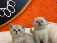Blue point silver scottish fold